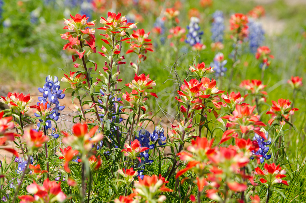 Bluebonnets with Indian paintbrushes Bluebonnets with Indian paintbrushes
