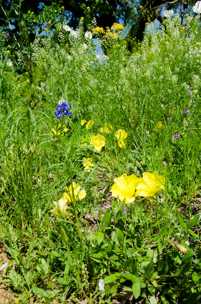 Flowers Flowers