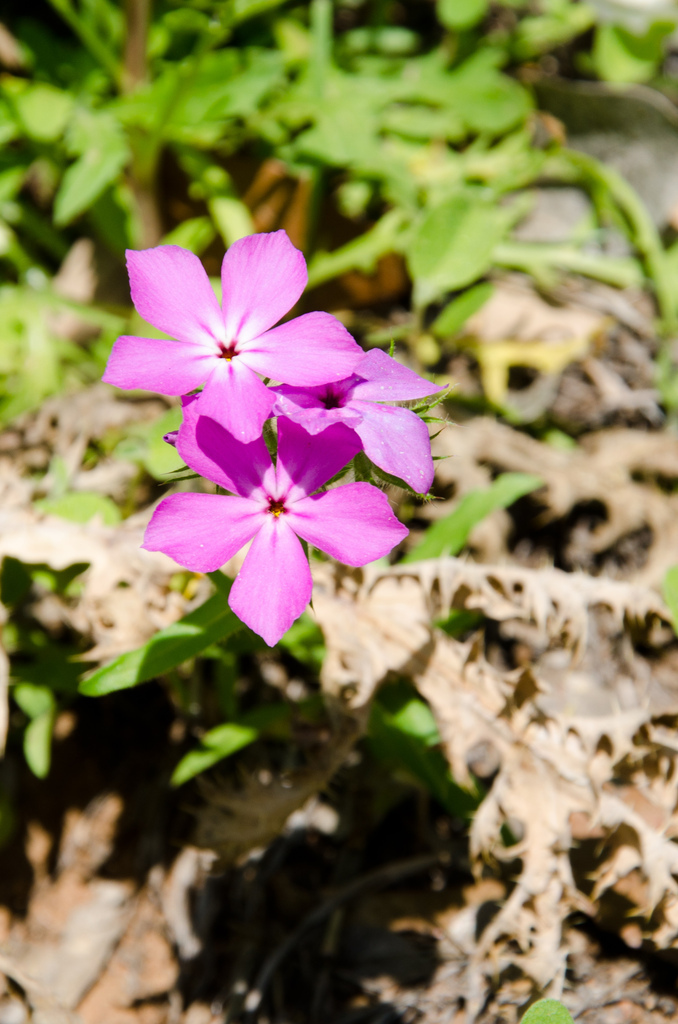 Flowers