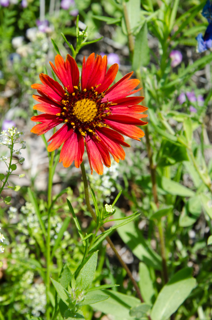 Flowers Flowers