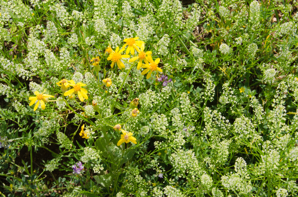 Flowers Flowers