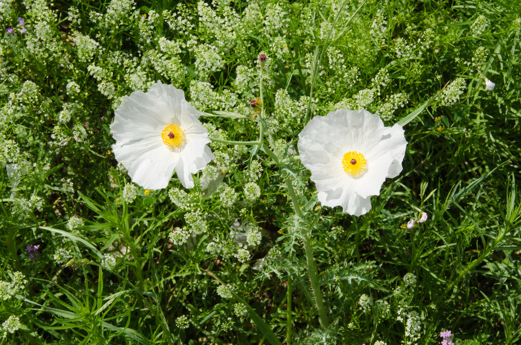 Prickly poppy Prickly poppy