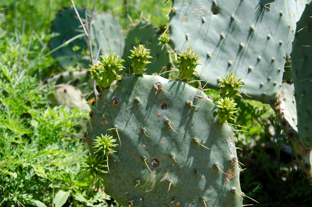 Cactus Cactus