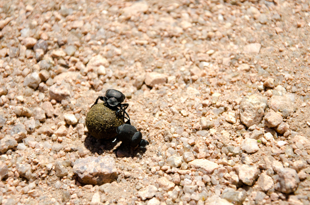 Dung beetles