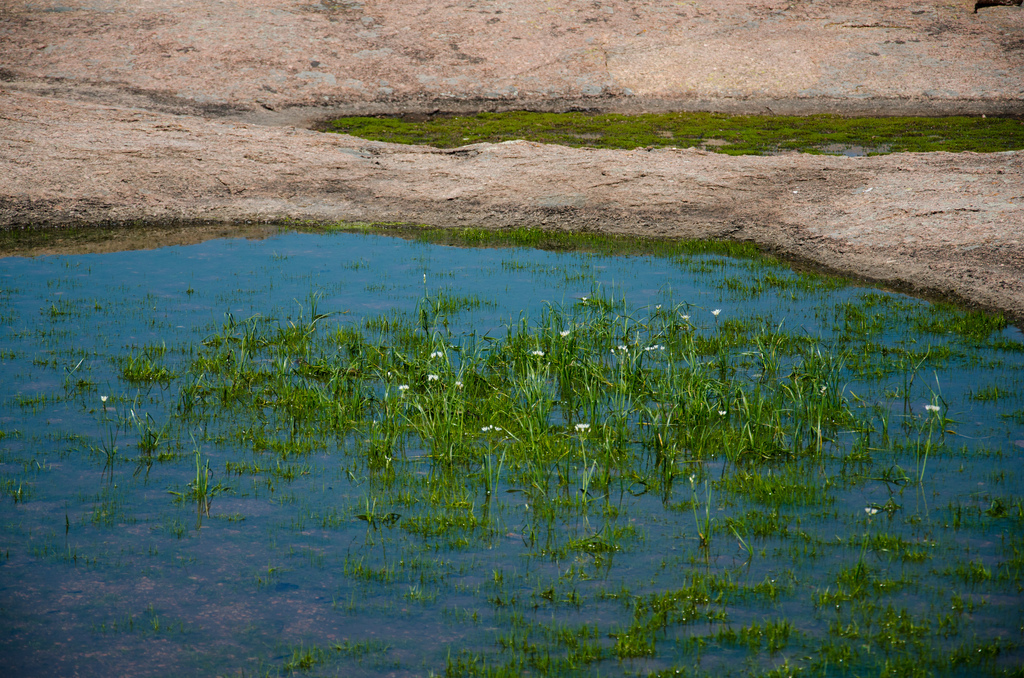 Pools on Enchanted Rock