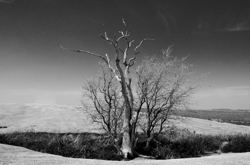 Tree on Enchanted Rock Tree on Enchanted Rock