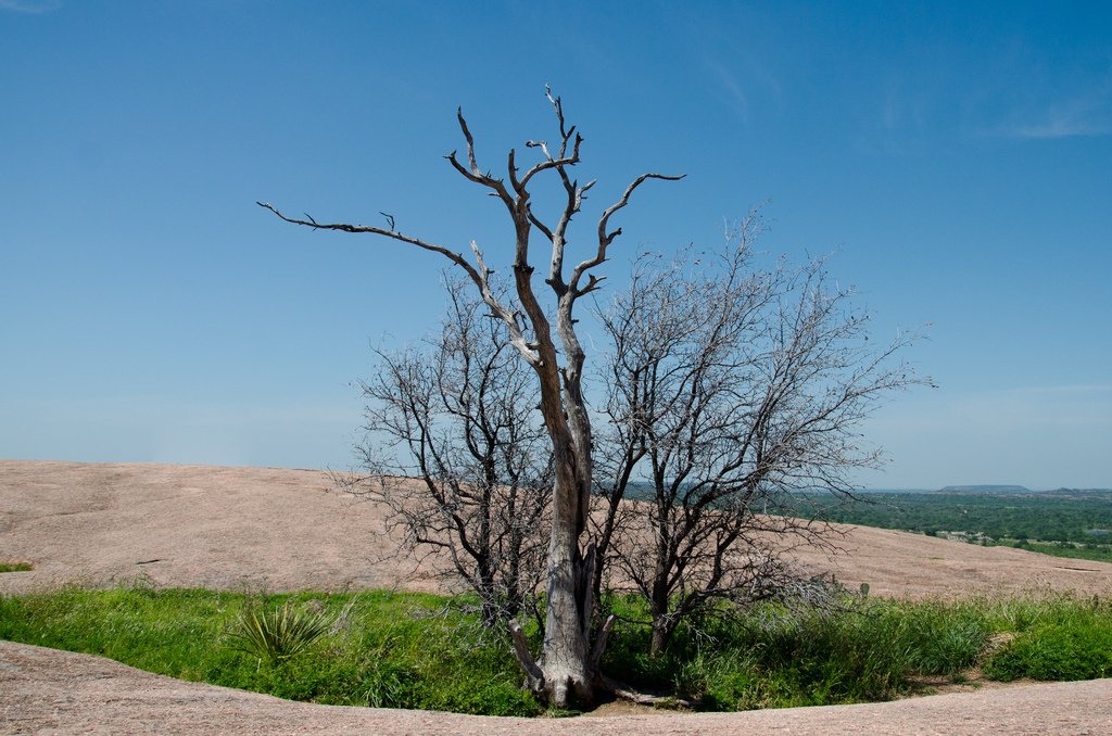 Tree on Enchanted Rock Tree on Enchanted Rock
