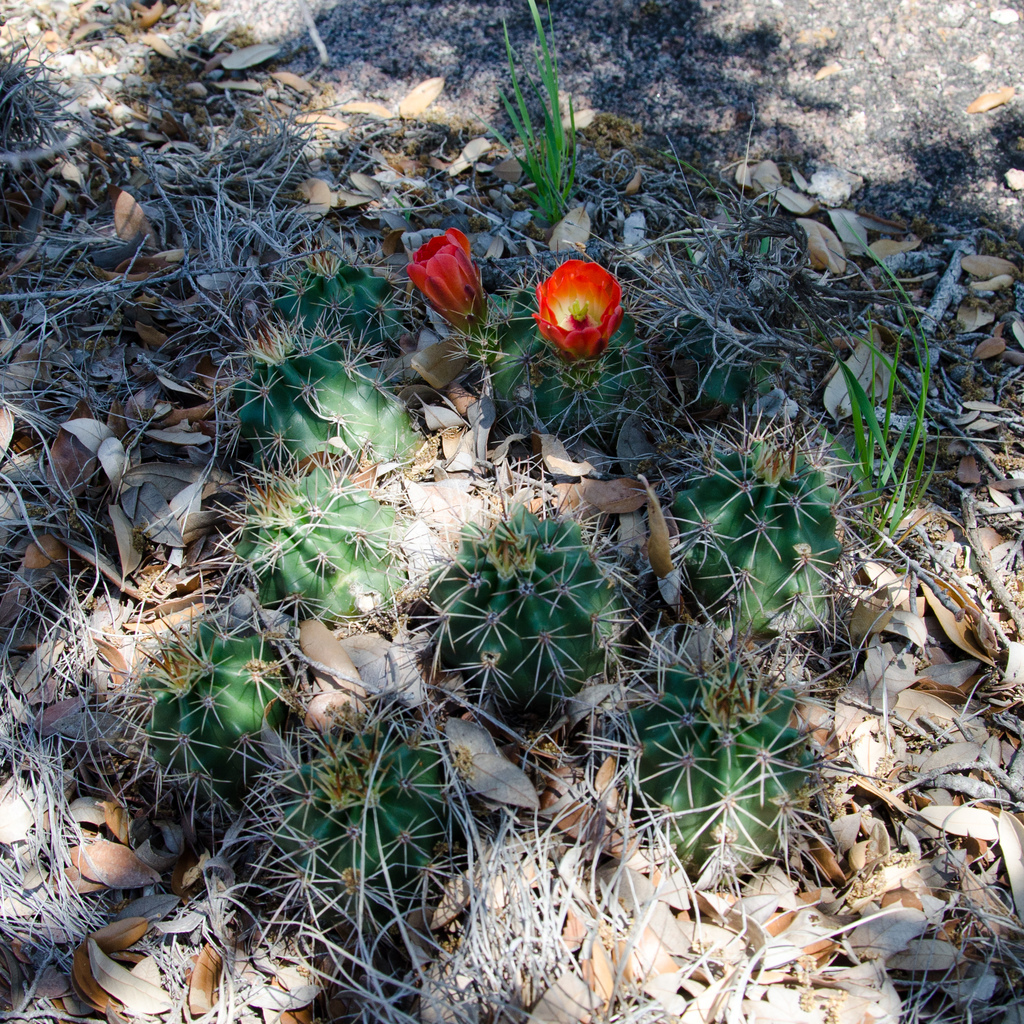 Cactus blossom Cactus blossom