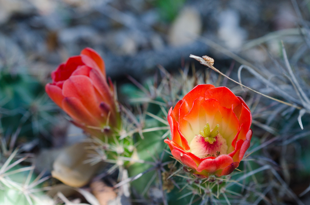 Cactus blossom Cactus blossom