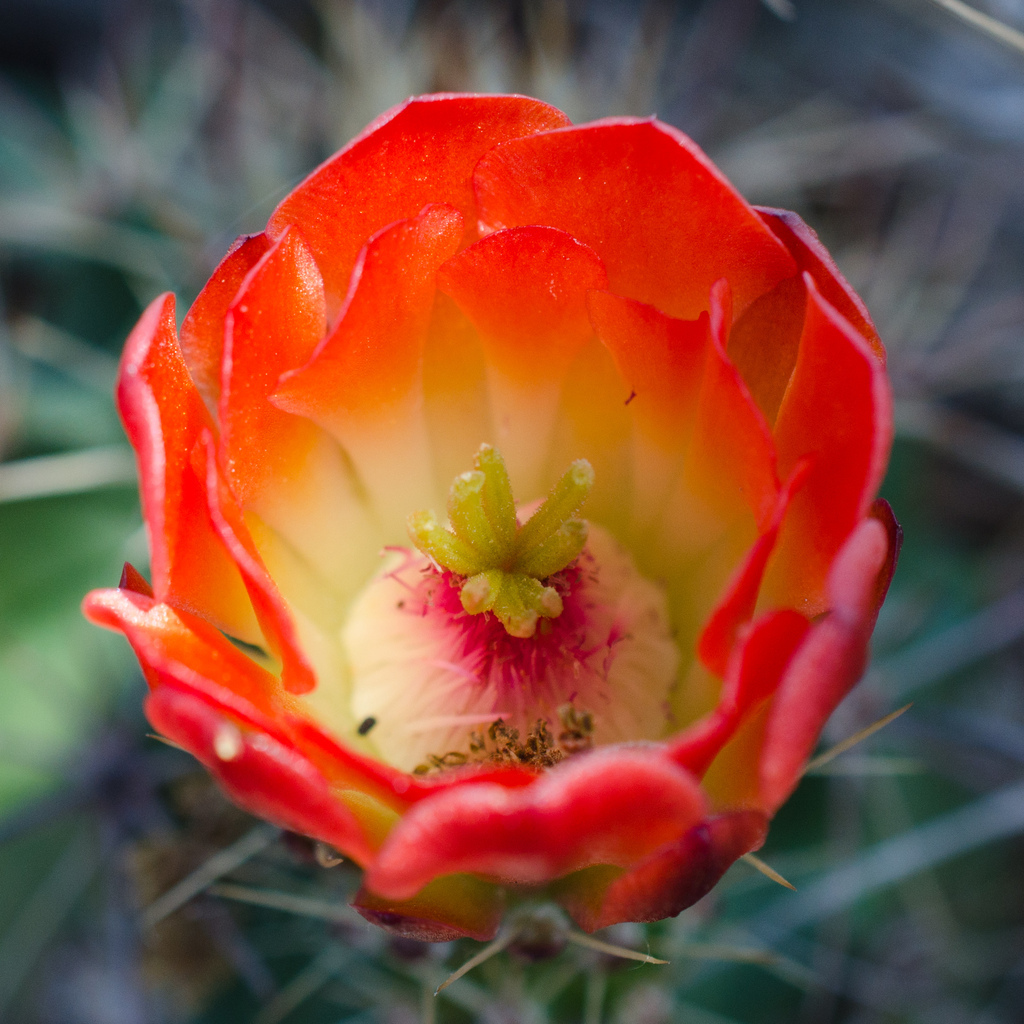Cactus blossom Cactus blossom