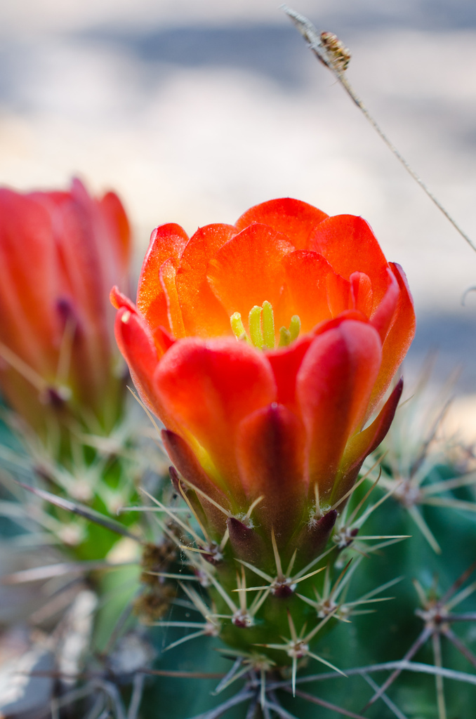 Cactus blossom Cactus blossom