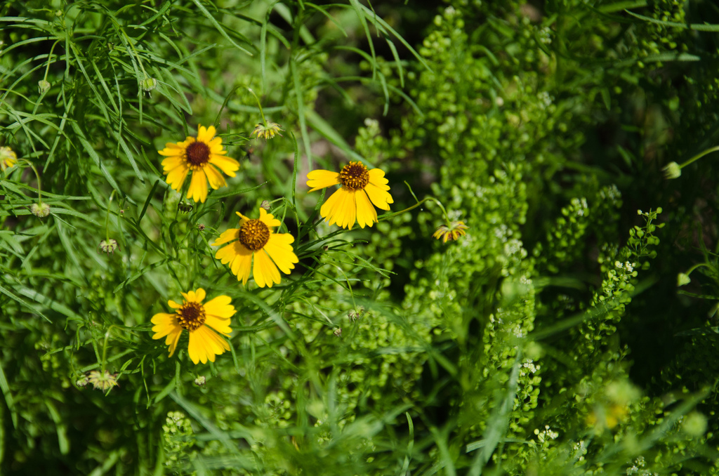 Flowers Flowers