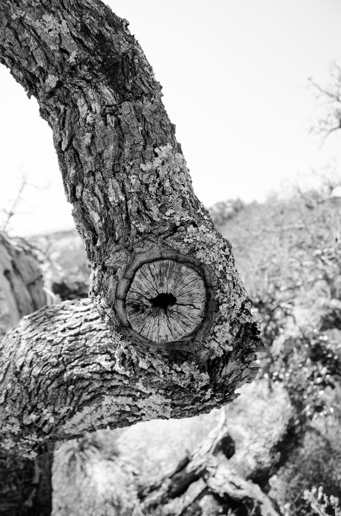 Tree Tree