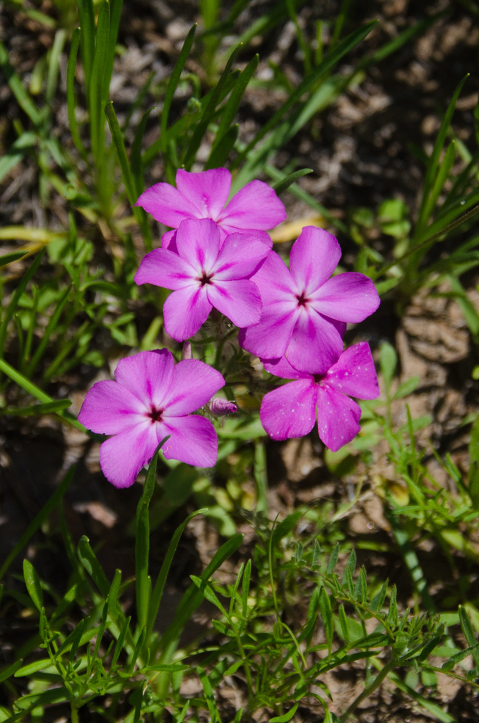 Flowers Flowers