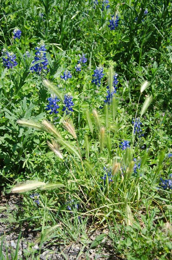 Bluebonnets Bluebonnets