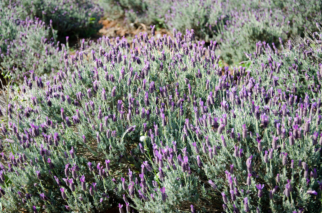 Mexican Lavender Mexican Lavender