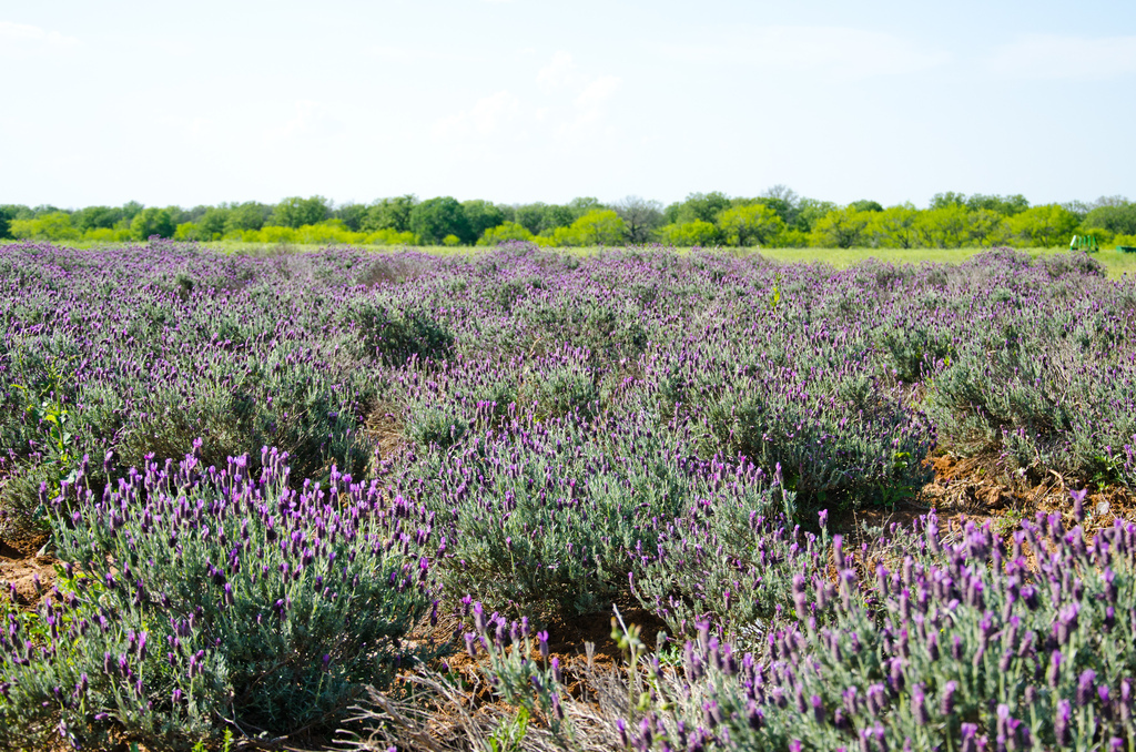 Mexican Lavender Mexican Lavender