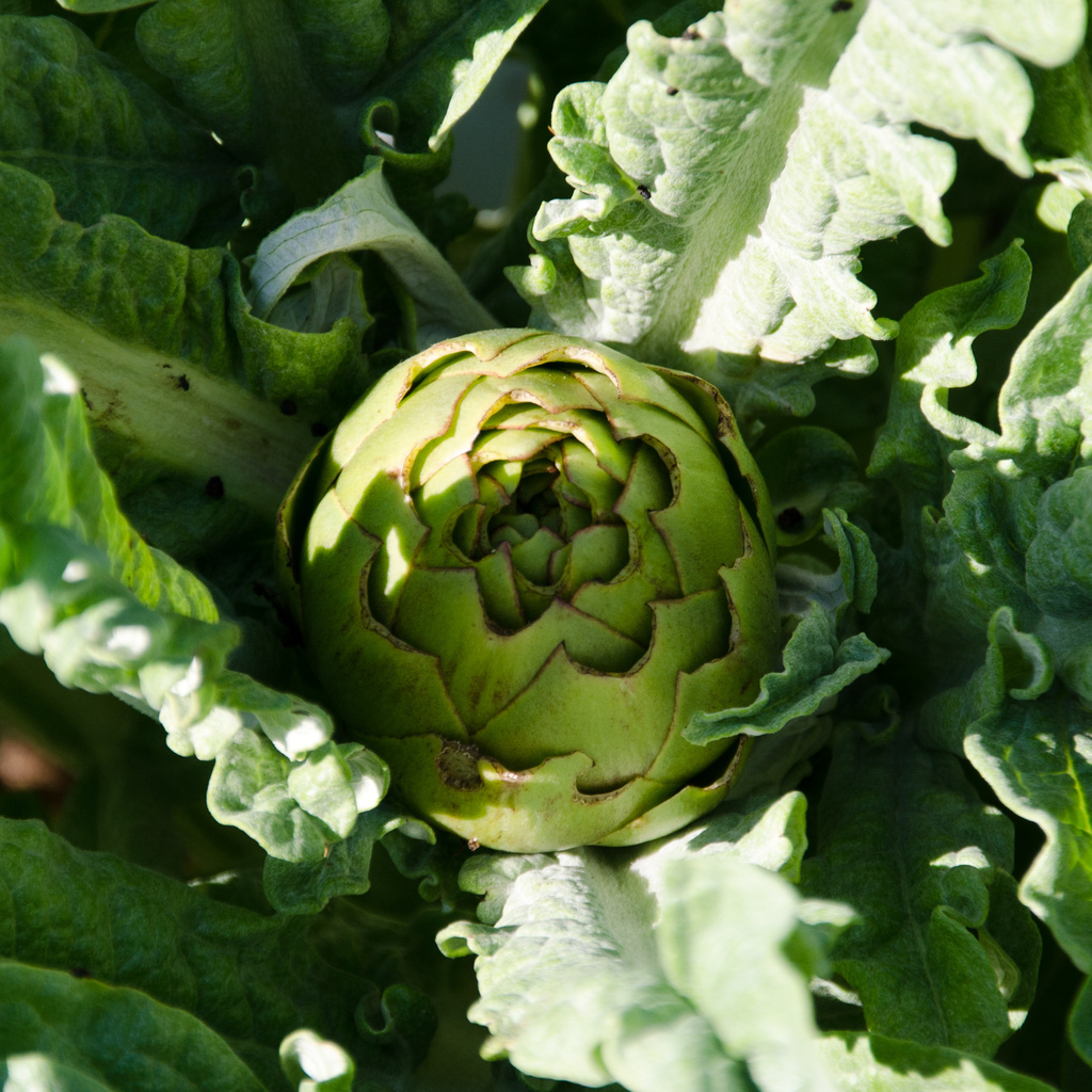 Artichoke