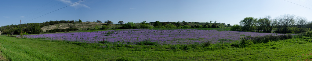Flowers Flowers