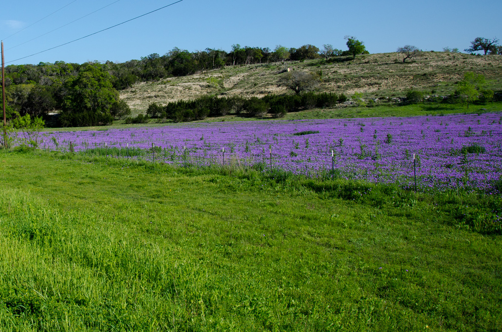 Fowers
