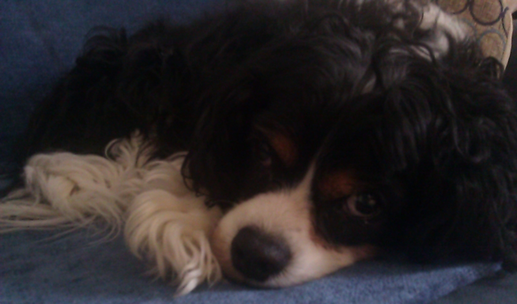 Ralphie, reluctant mode