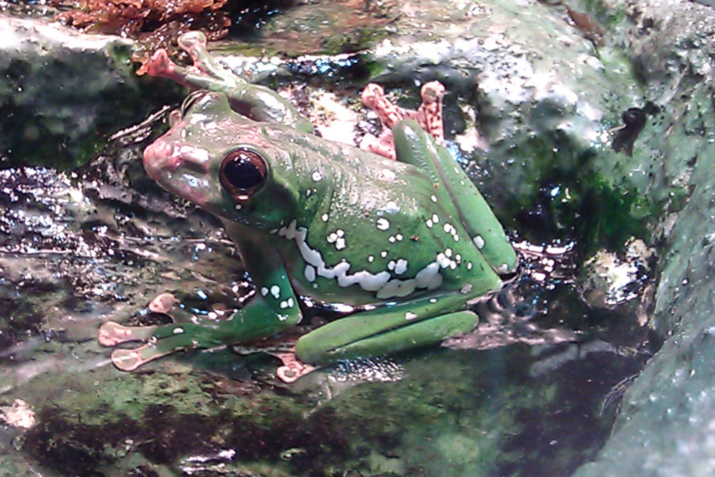 Chinese gliding frog Chinese gliding frog