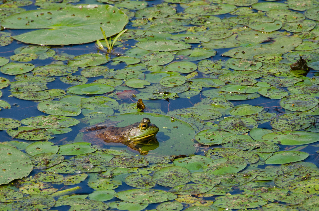 Green frog Green frog