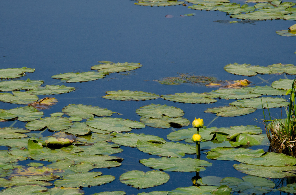 Water lilies? Water lilies?