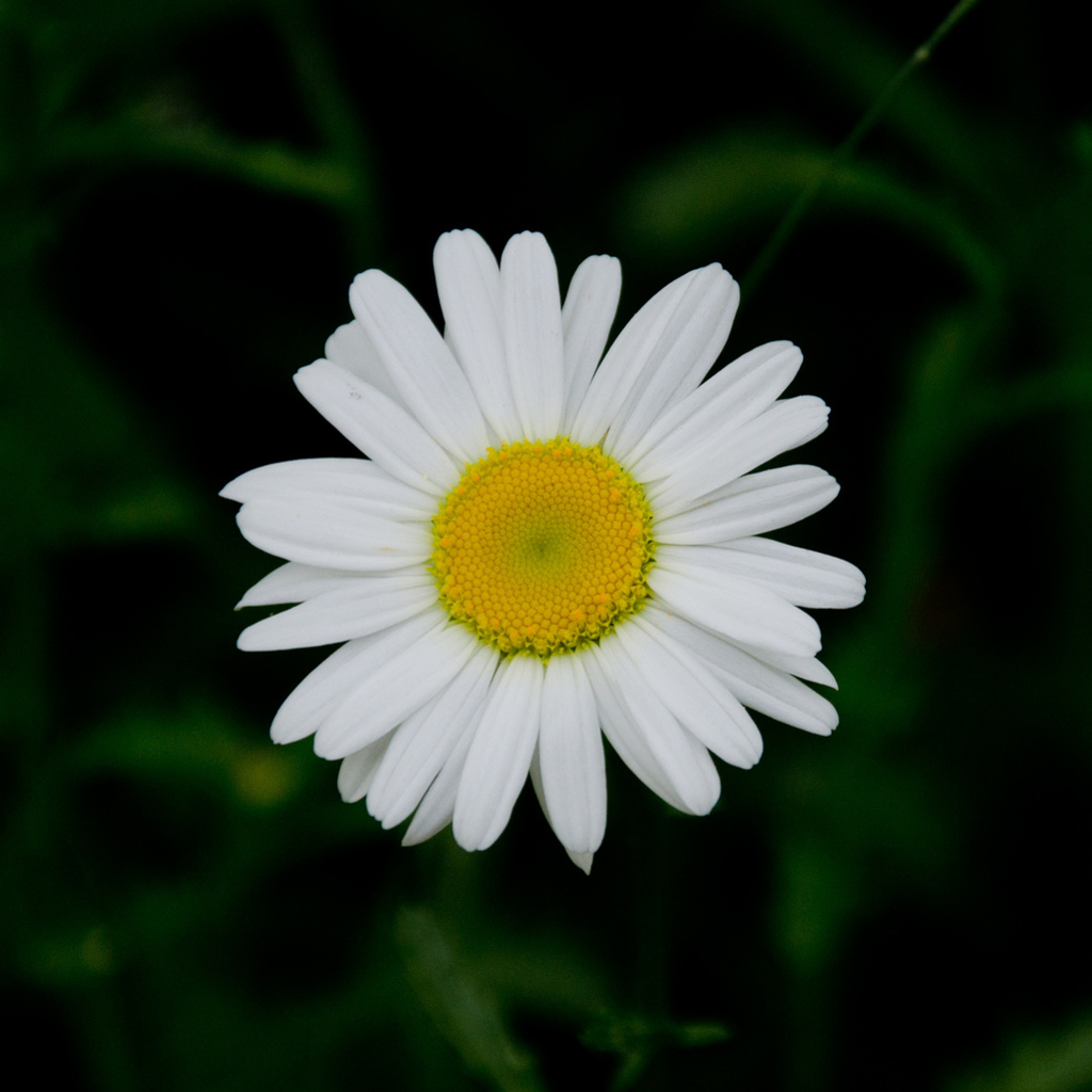 Daisy Daisy