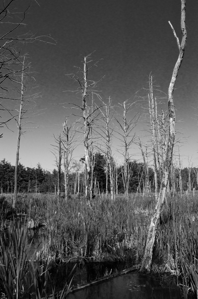 Trees
