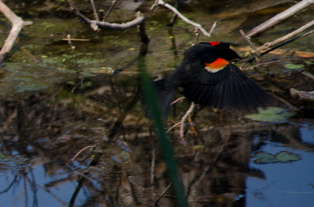 Red-wing blackbird Red-wing blackbird