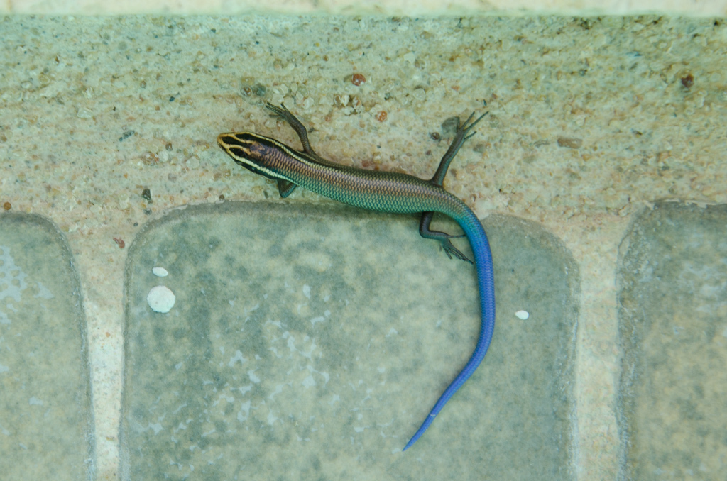 Blue tailed skink