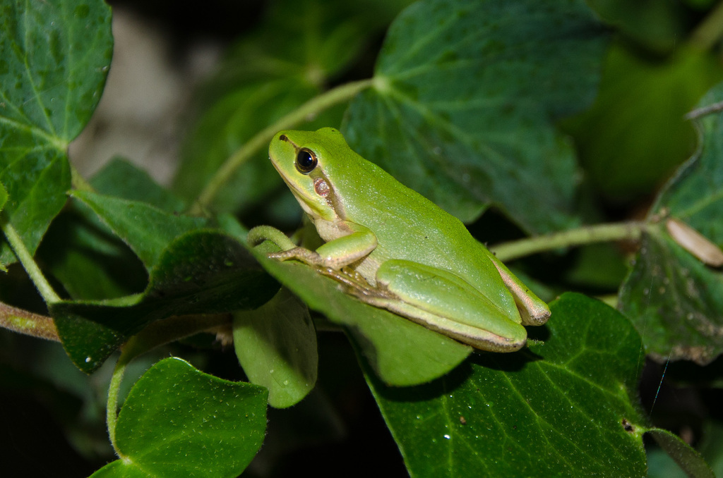 Treefrog