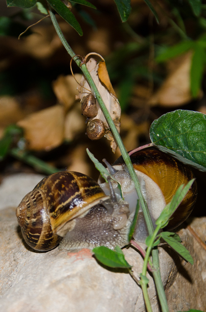 Snail