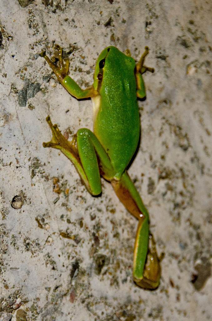 Treefrog