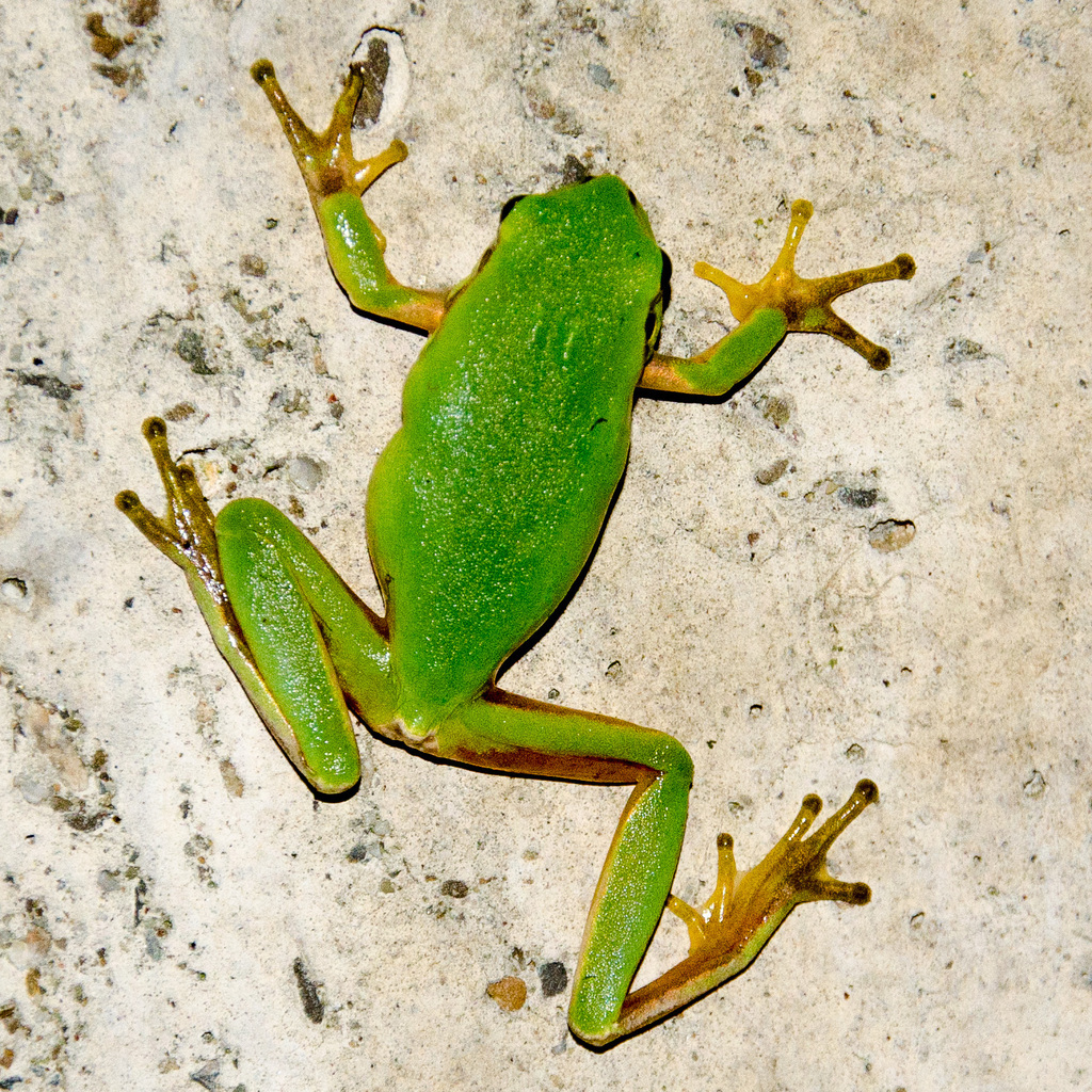 Treefrog