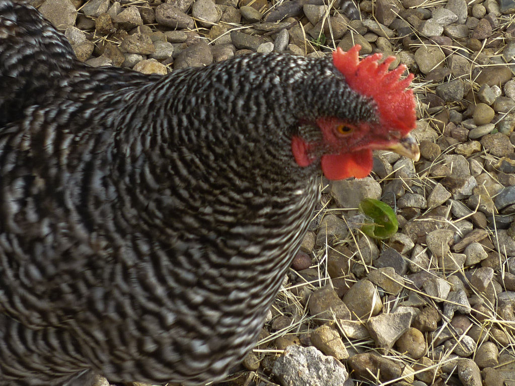 Hen