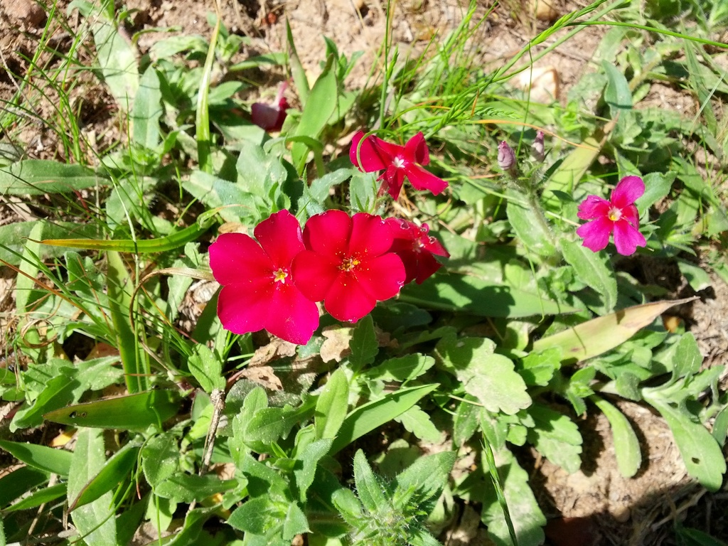 Flox