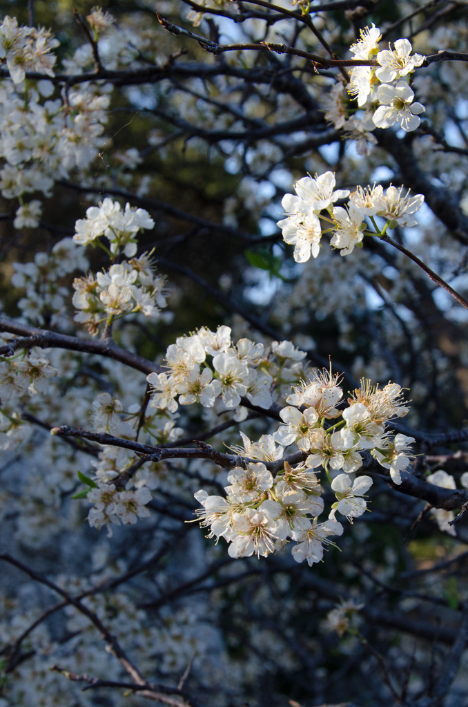 Blossoms Blossoms