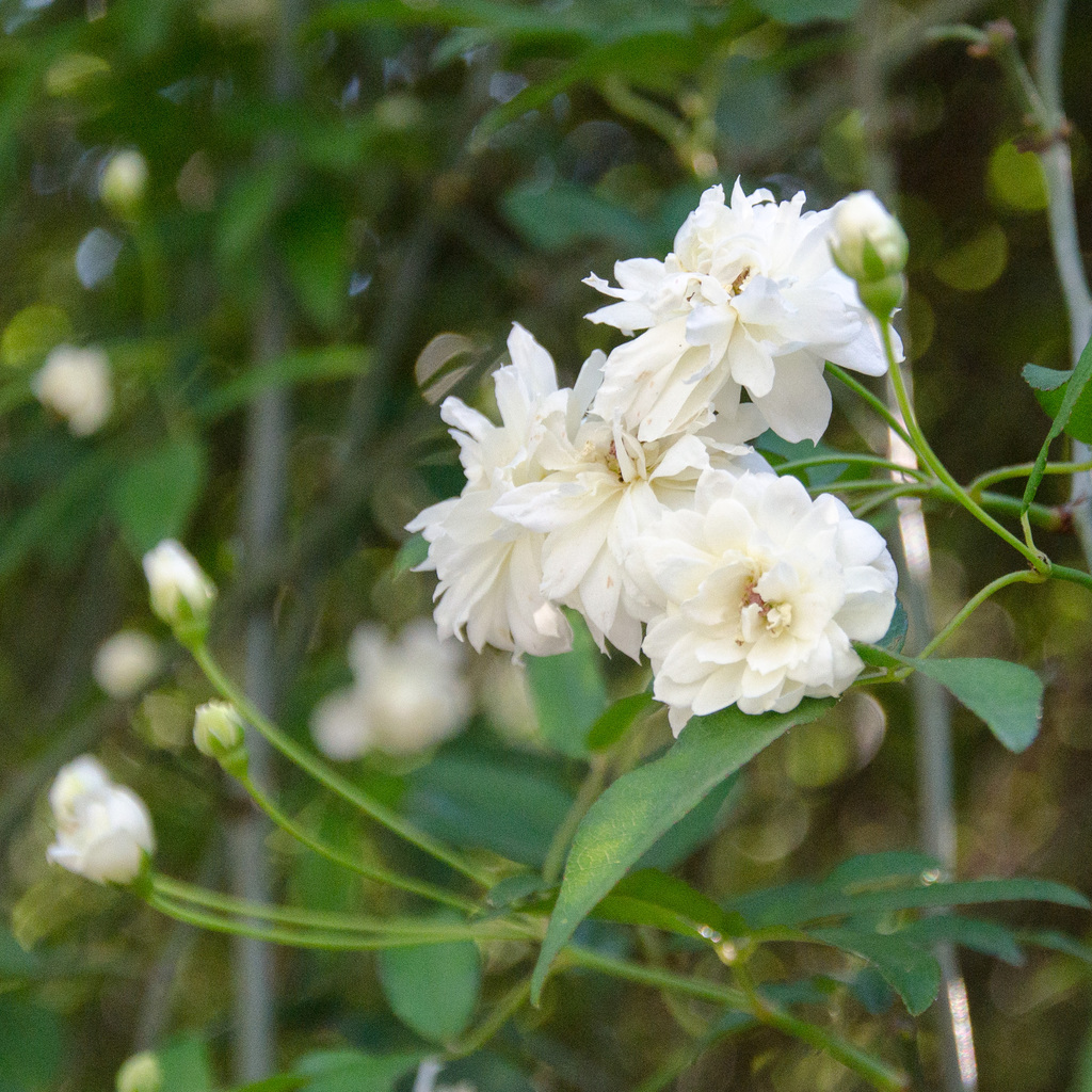 Flowers Flowers