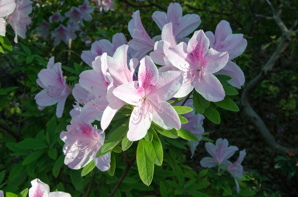 Azaleas Azaleas