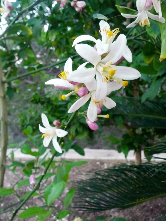 Meyer lemon blossoms