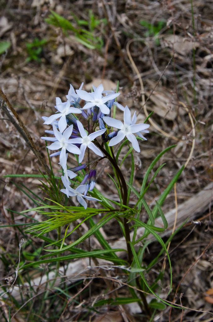 Flowers Flowers