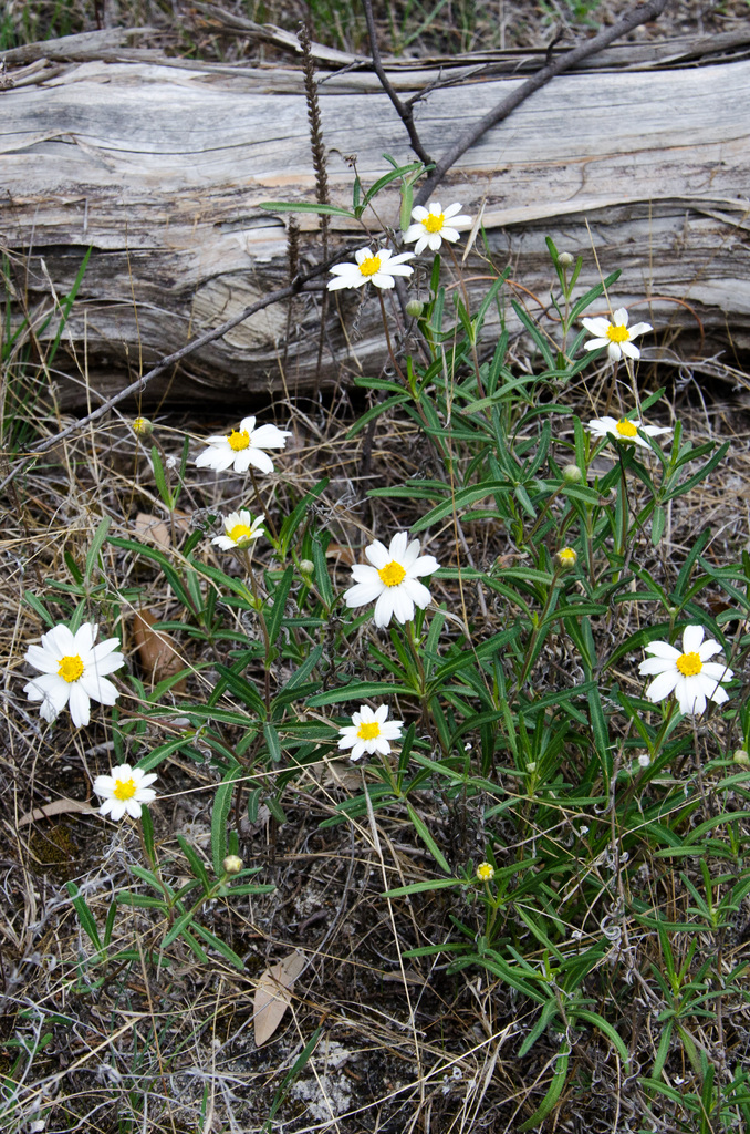 Flowers Flowers