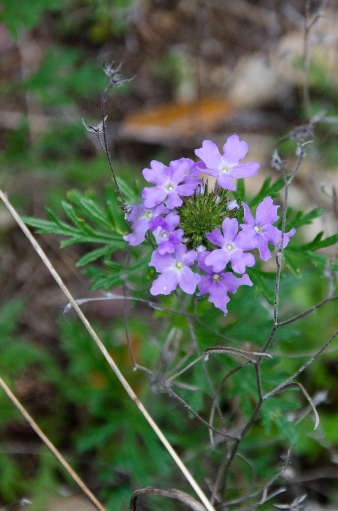 Flowers Flowers