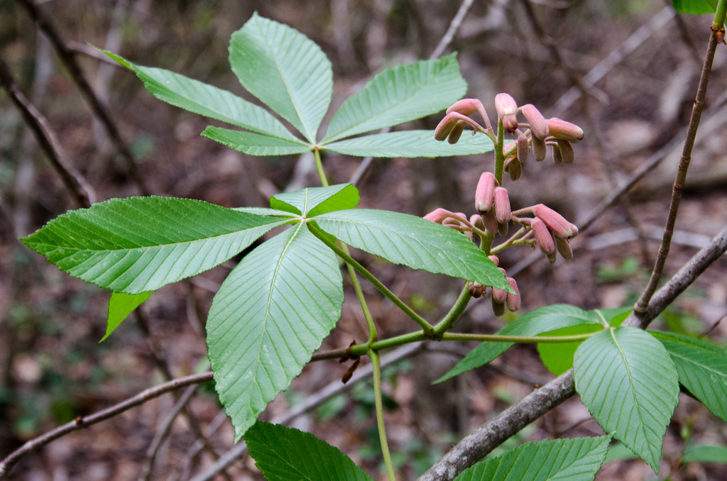 Some sort of chestnut? Some sort of chestnut?