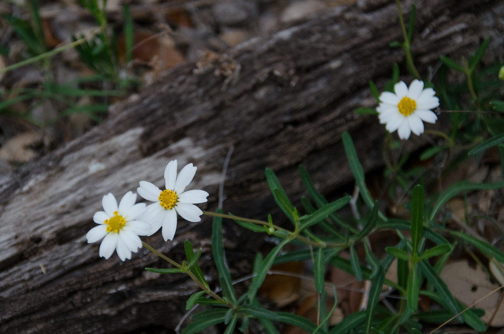 Flowers Flowers