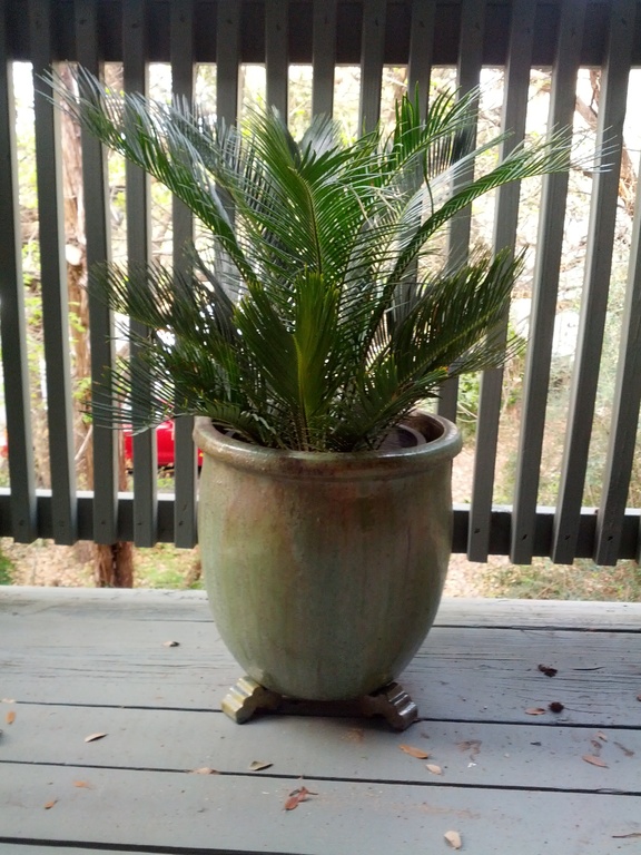 Sago palm