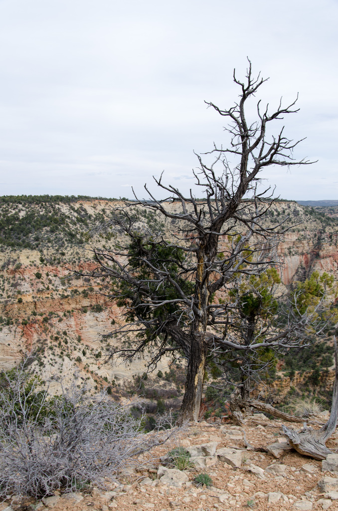Zion Mountain Ranch