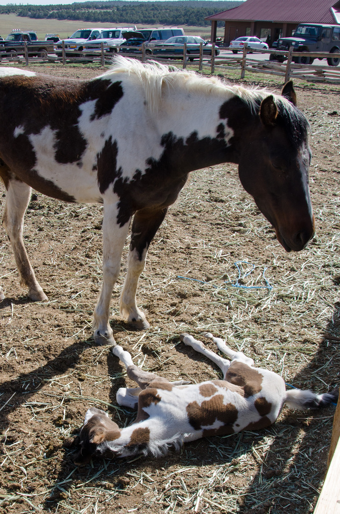 Four days old